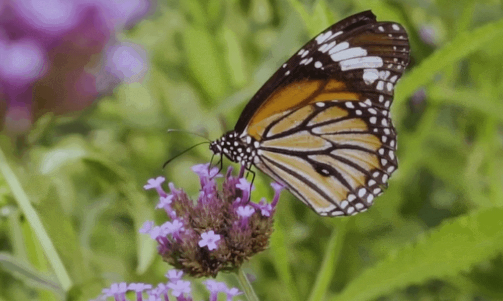 Butterfly Pollinating Verbena Bonariensis