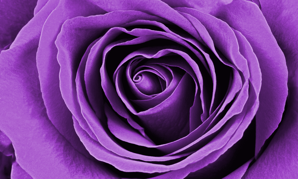 Close Up Purple Rose Bloom