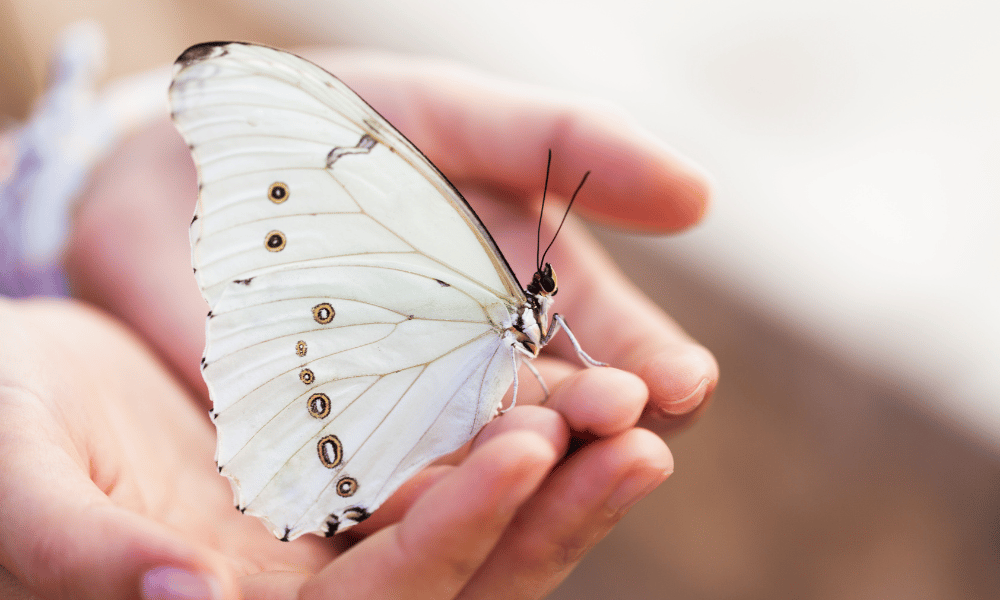 Cupped Hands Holding a White Butterfly