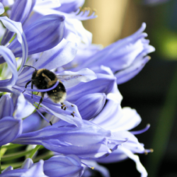 Do Bees Like Agapanthus?