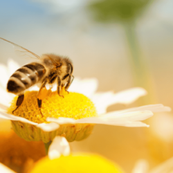 Do Bees Like Daisies?