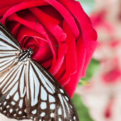 Do Butterflies Like Roses?
