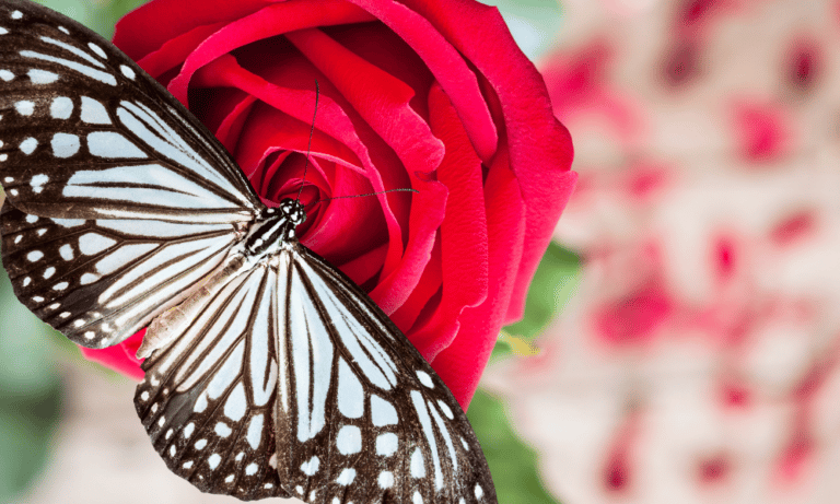 Do Butterflies Like Roses