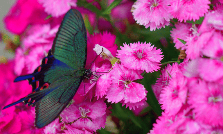 Do Dianthus Attract Butterflies