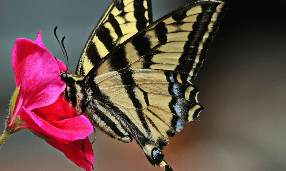 Do Geraniums Attract Butterflies
