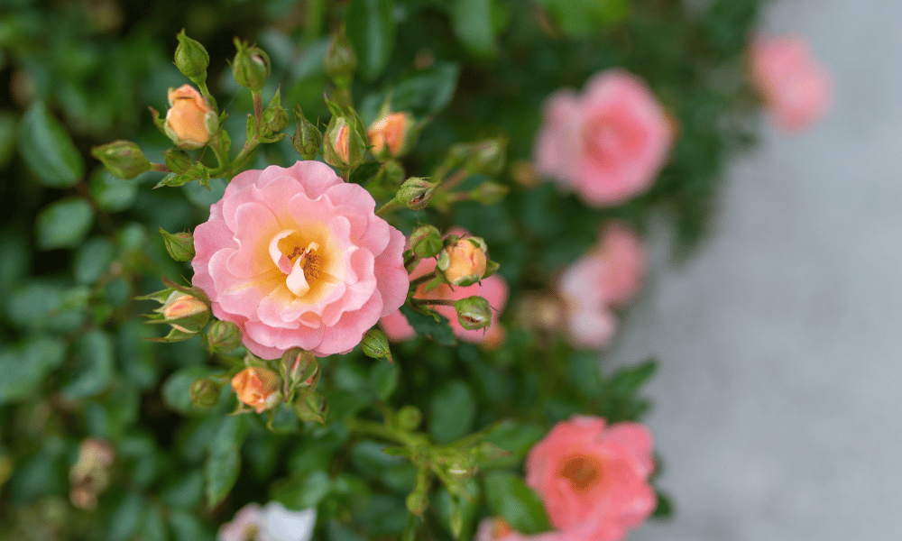Drift Rose Bush in Peach