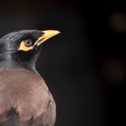 8 Fun Facts about Bird Beaks