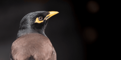 8 Fun Facts about Bird Beaks