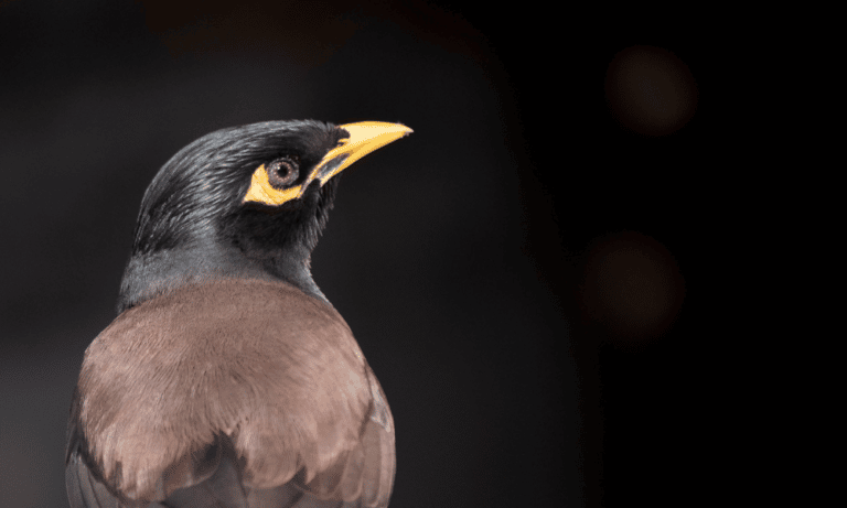 Facts about Bird Beaks