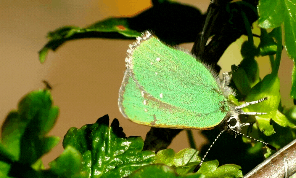 Green Butterfly in Bush