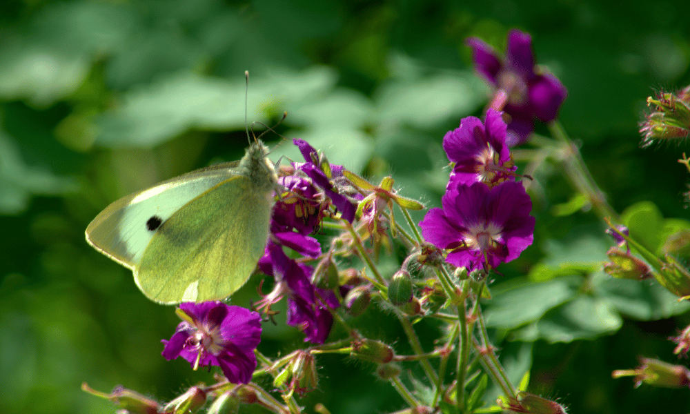 Green Butterfly on a Cranesbill Geraniums