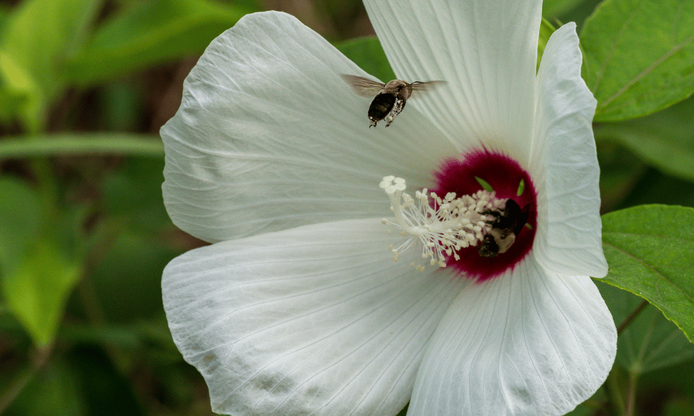 Hibiscus for Bees