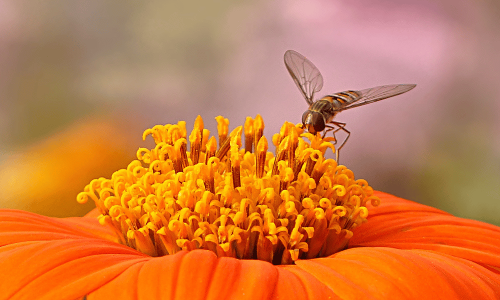 Hoverfly on an Orange Zinnia