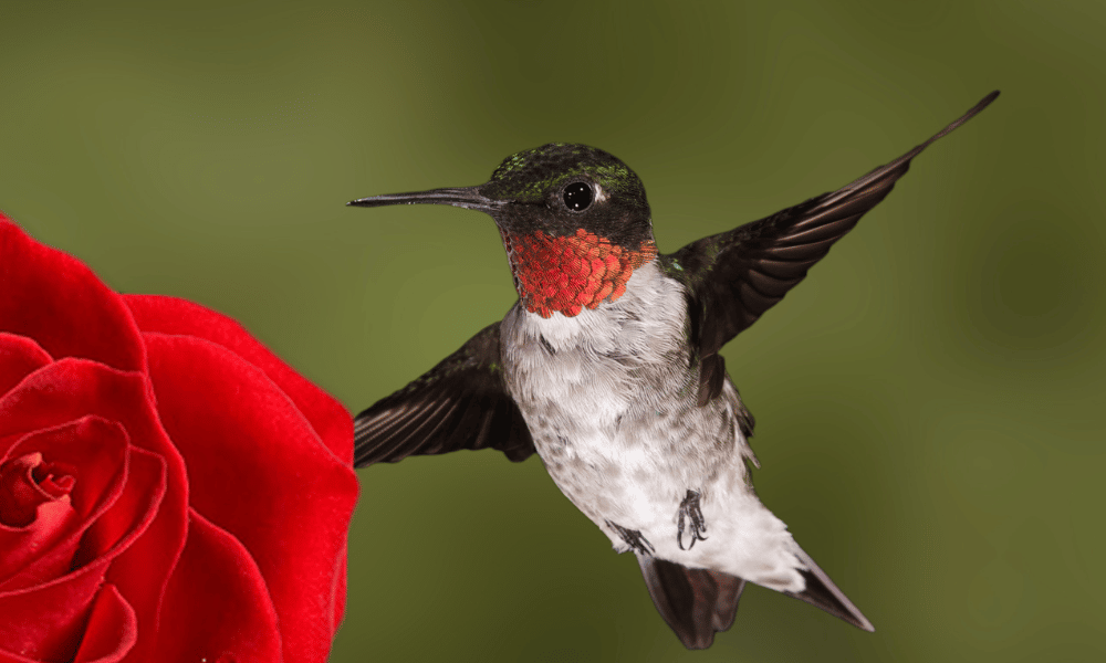 Hummingbird Near a Red Rose
