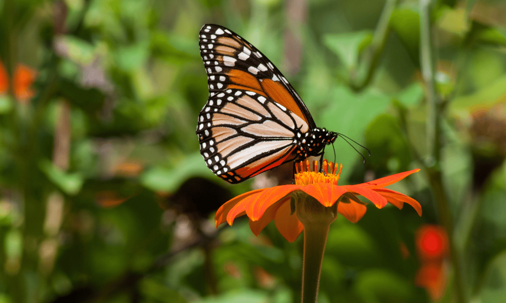 Monarch on Mexican sunflower