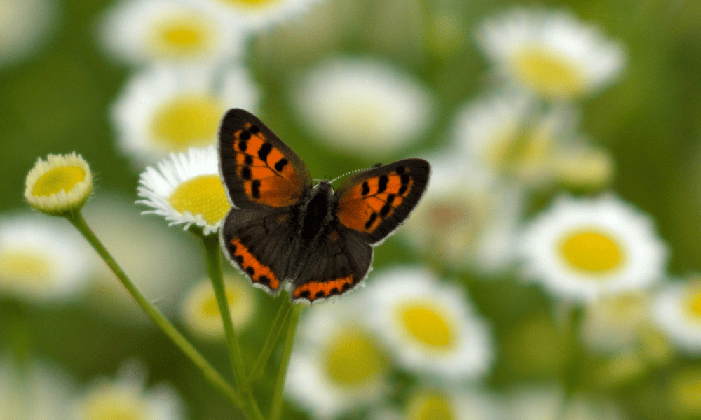 Orange Butterfly on a Cluster of Asters