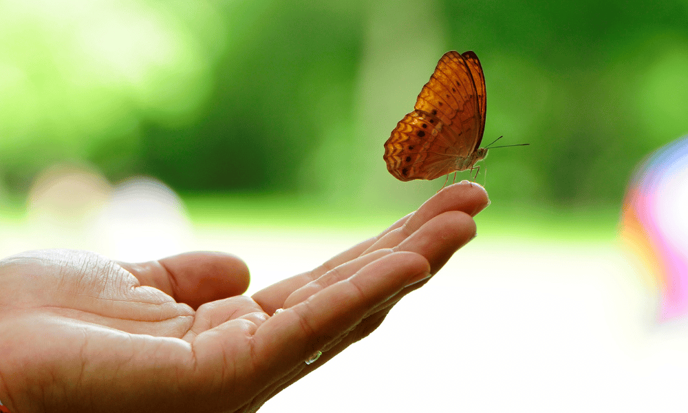 Orange butterfly Landing on the Tips of Fingers