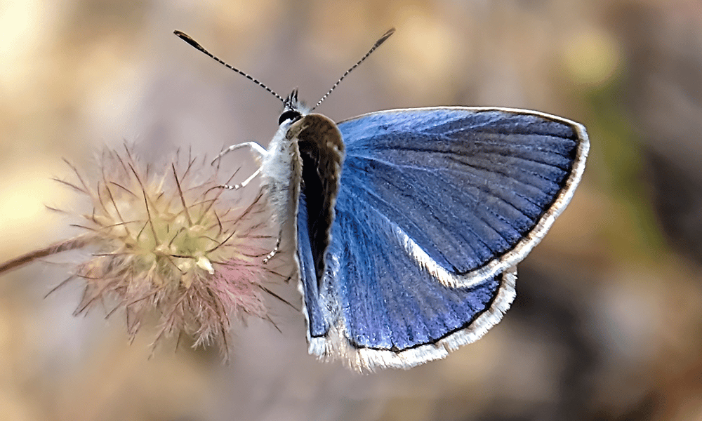 Palos Verdes Blue Butterfly