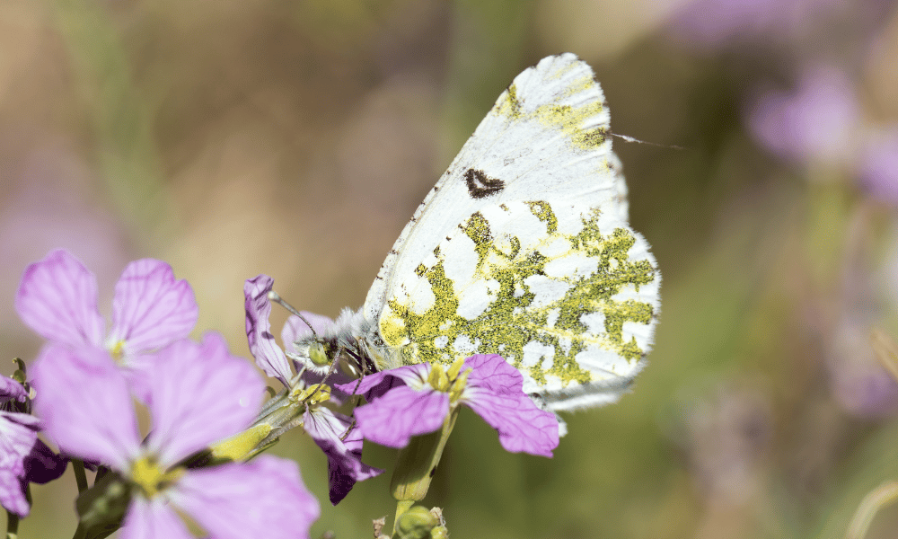 The Island Marble Butterfly