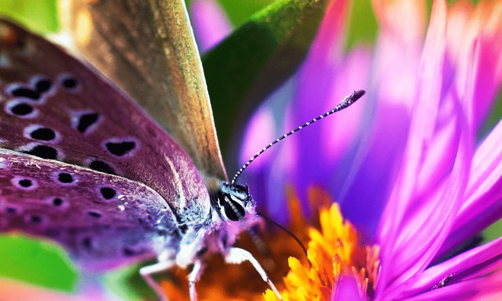 What Do Butterflies Represent Spiritually