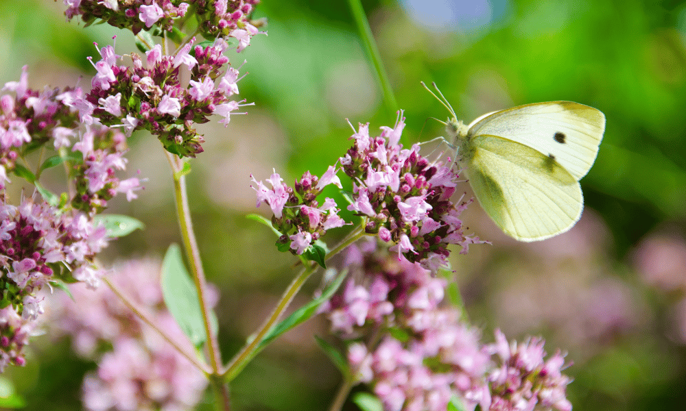 White Butterfly on Marjoram