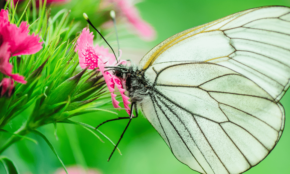 Why Do Butterflies Like Dianthus