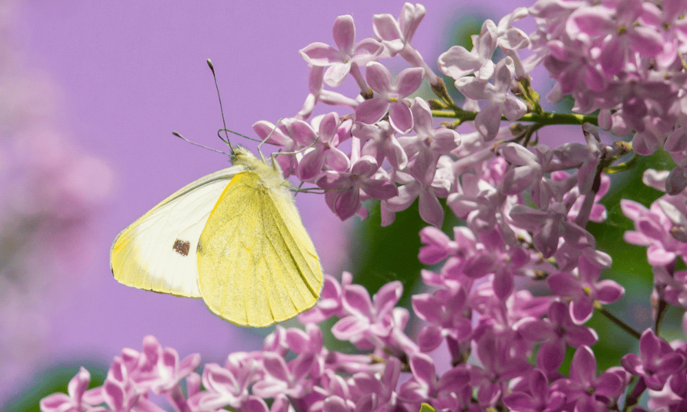 Yellow Butterfly Collecting Pollen from a Purple Flower