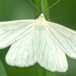 Are Albino Moths Rare?
