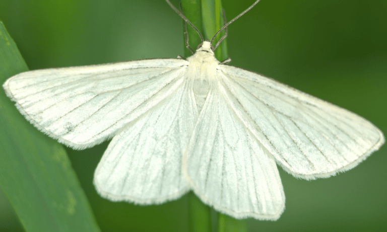 Are Albino Moths Rare