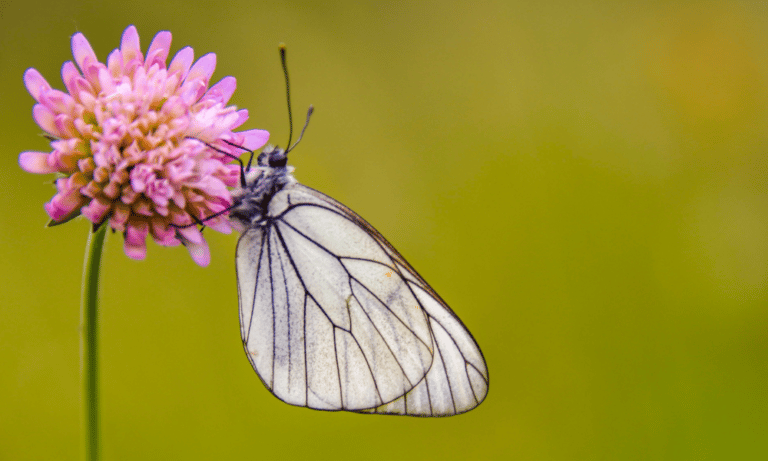 Are Butterflies Pollinators