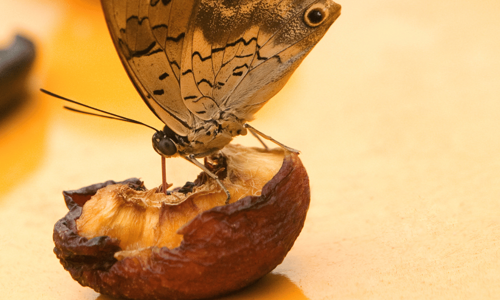 Butterfly Eating a Dried Fruit