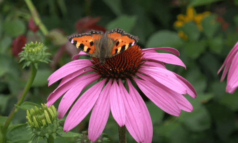 Butterfly on a Pink Flower Head