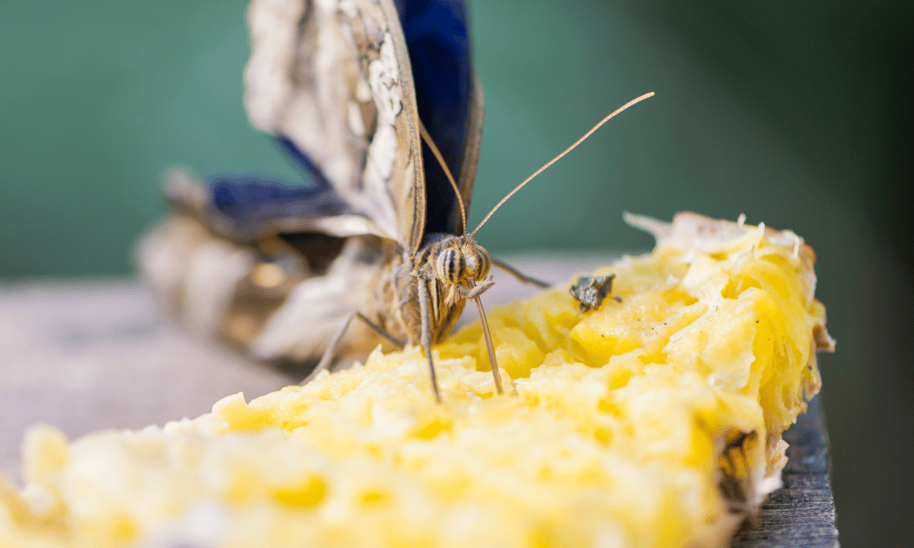 Can Butterflies Taste with Their Feet