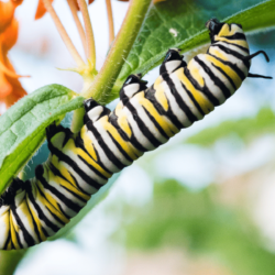 Do Lacewings Eat Monarch Caterpillars?