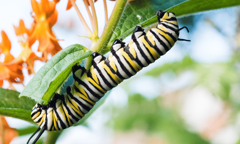 Do Lacewings Eat Monarch Caterpillars