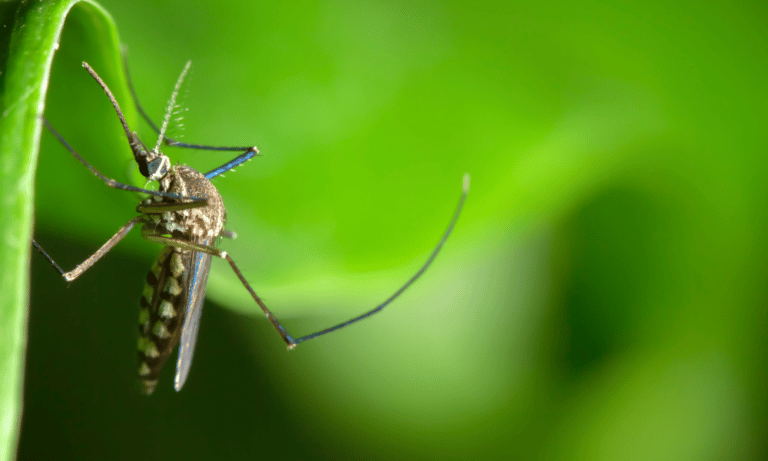 Do Lacewings Eat Mosquitoes