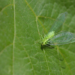 Do Lacewings Eat Plants?