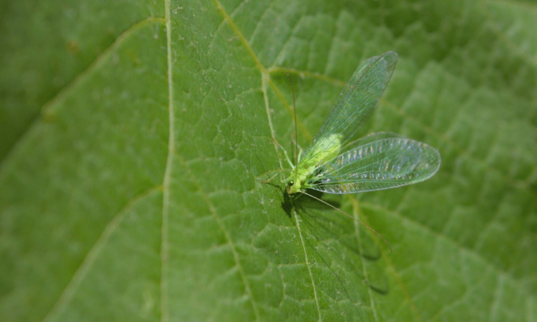 Do Lacewings Eat Plants