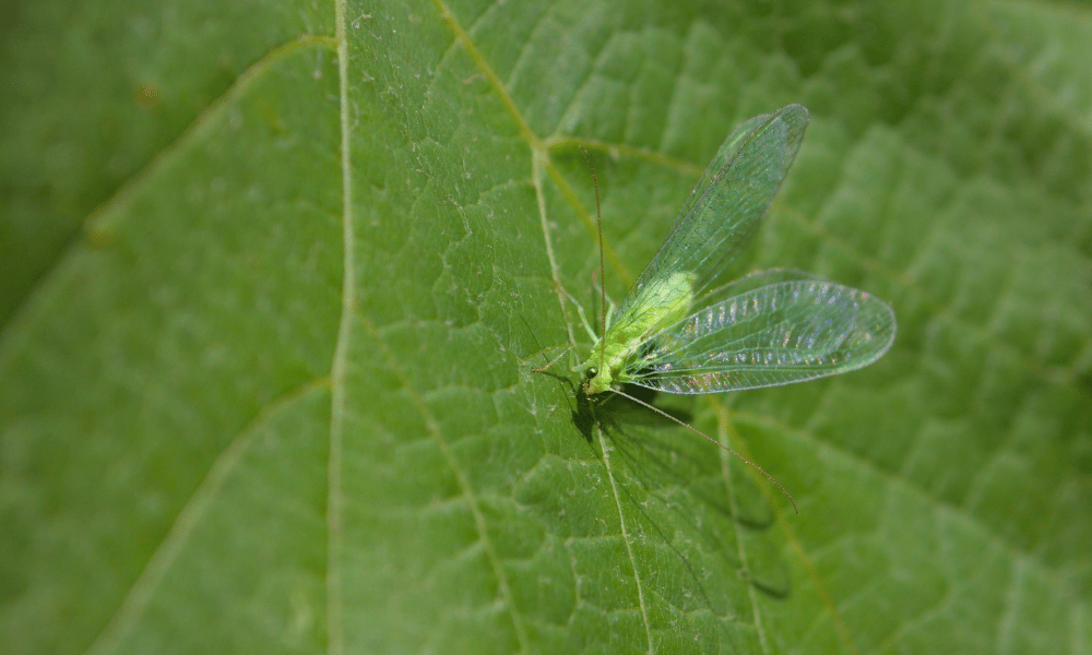 Do Lacewings Eat Plants