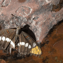 Do Moths Drink Water?