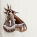 Do Moths Sleep on Walls?