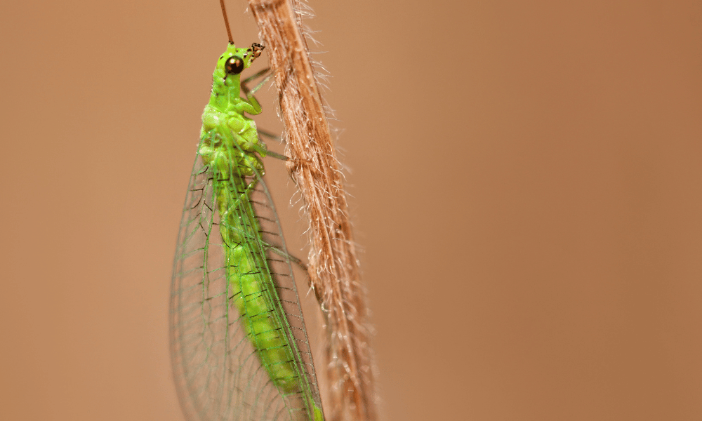 Green Lacewing on a Branch