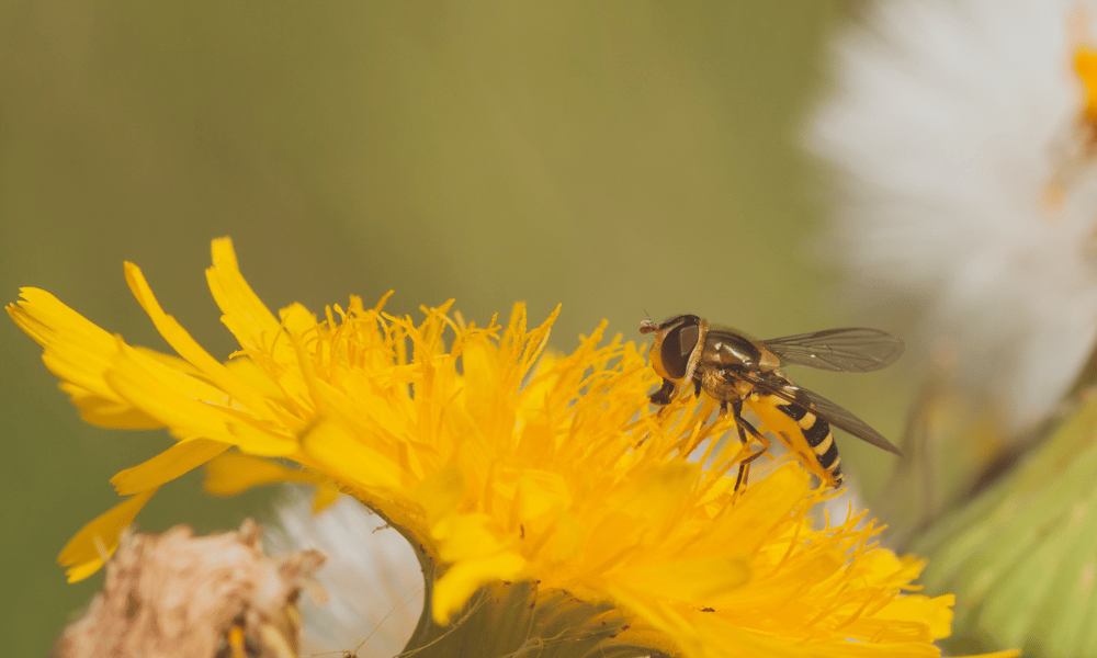 Hoverfly Feeding on Dandelion
