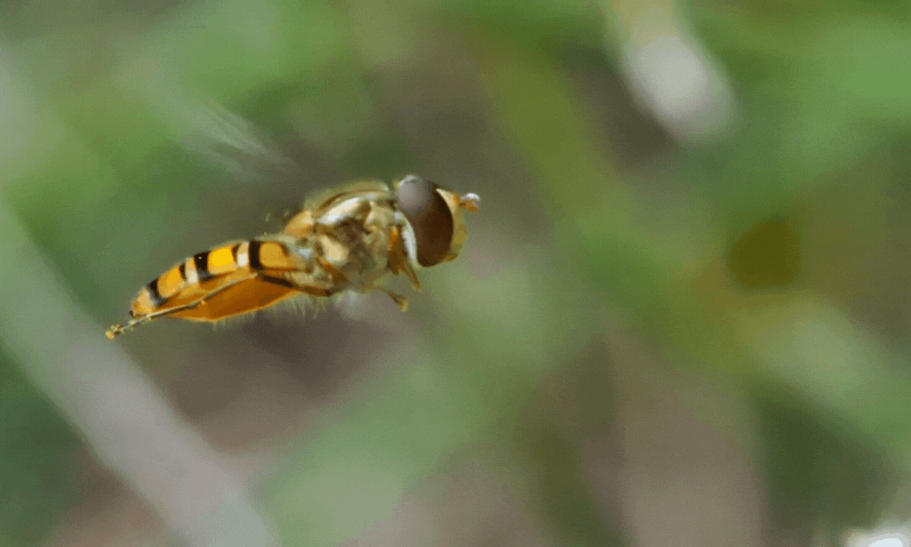 Hoverfly Hovering