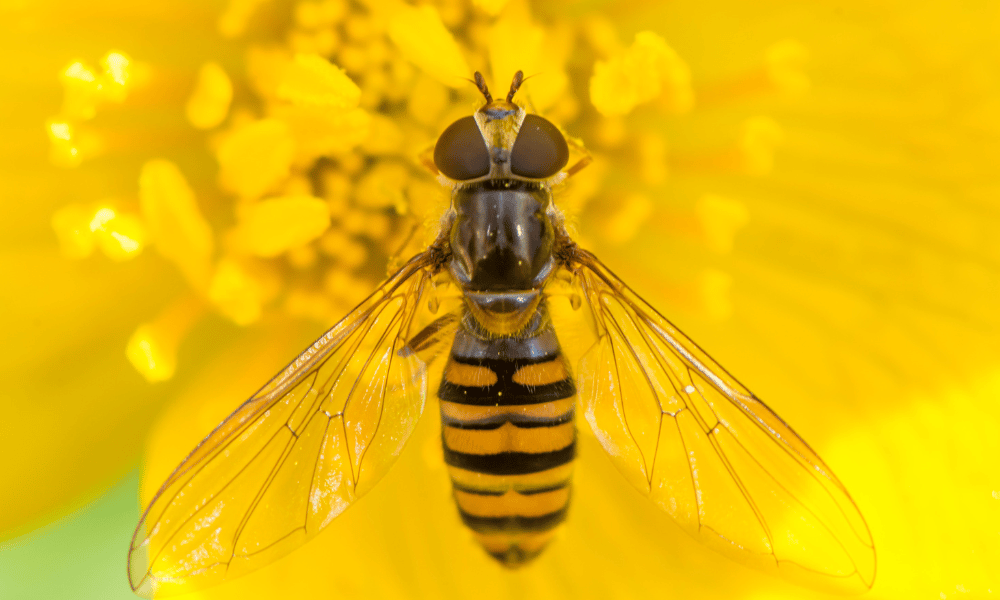 Hoverfly Pollinating Yellow Flower