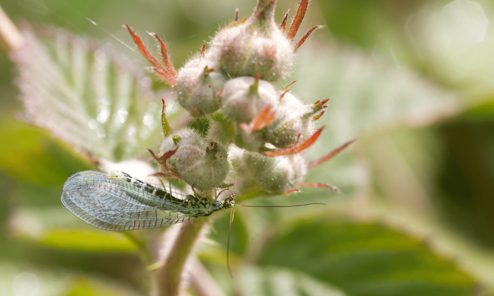 Lacewing Pollinating 1