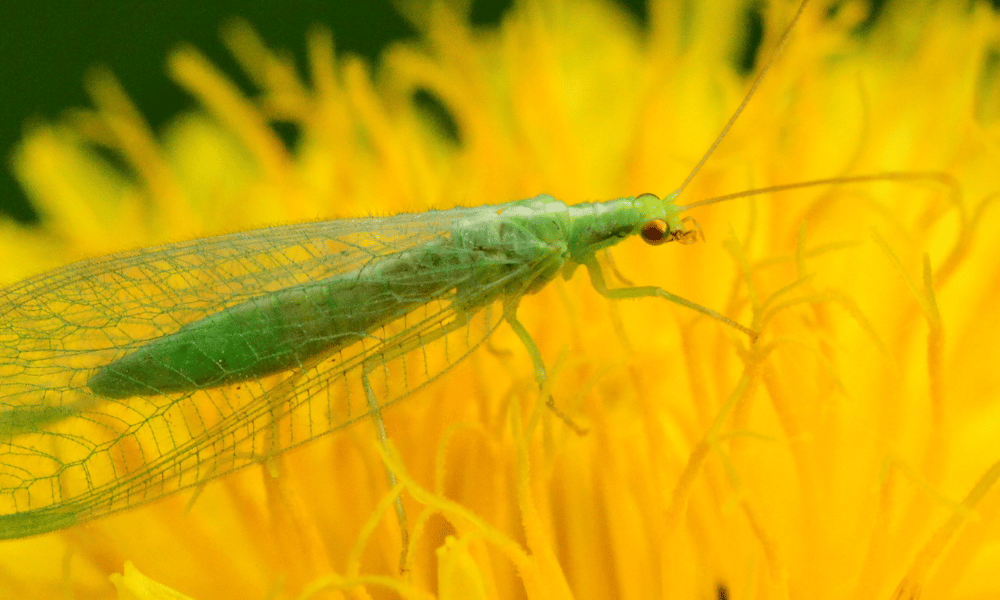 Lacewing Pollinating