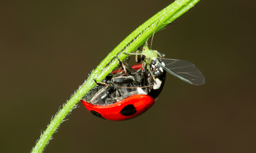 Ladybug Eating Aphid