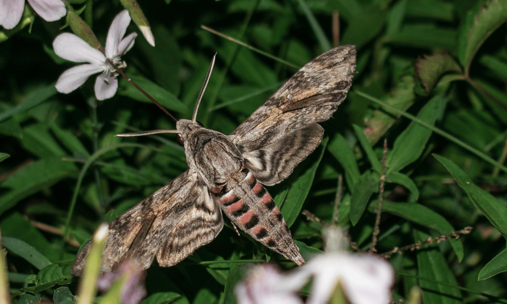 Moth Pollinating a Flower at Night