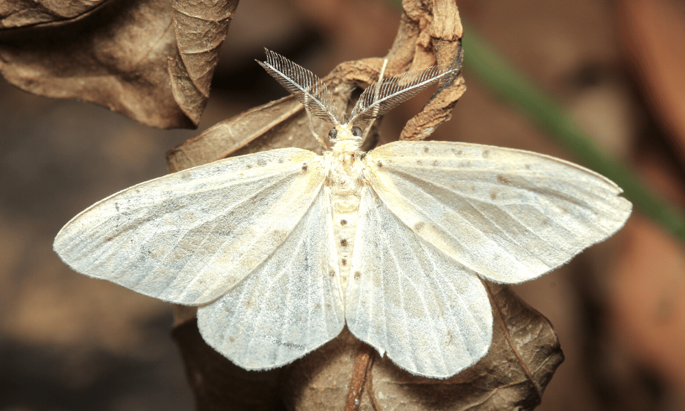 White Moth on Brown Leaves